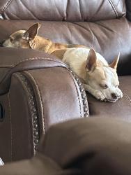 Lost Male Dog last seen Kastrin & Castner, El Paso, TX 79907