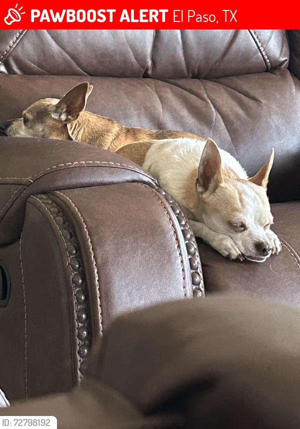 Lost Male Dog last seen Kastrin & Castner, El Paso, TX 79907