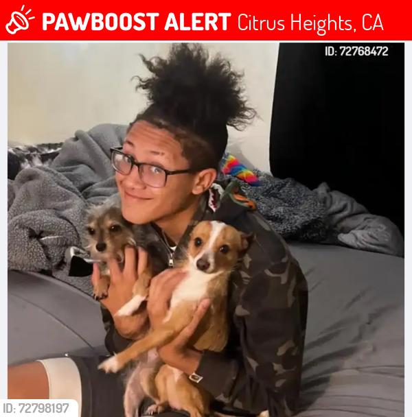 Lost Male Dog last seen Dewey , Citrus Heights, CA 95621