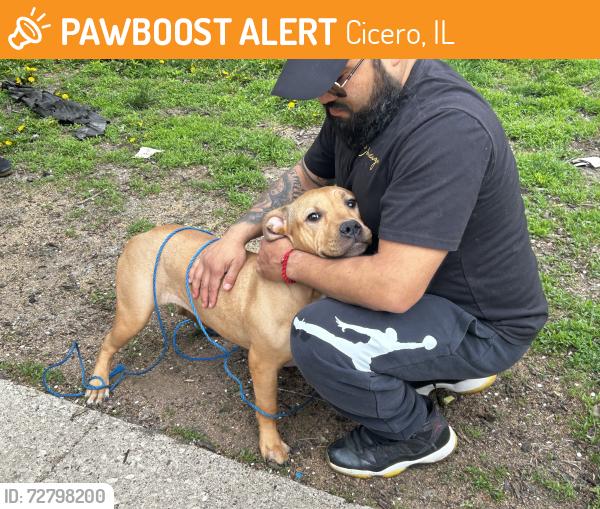 Found/Stray Female Dog last seen Cermak Road & 58th Court, Cicero, IL 60804