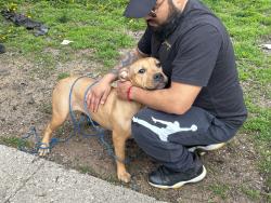 Found/Stray Female Dog last seen Cermak Road & 58th Court, Cicero, IL 60804