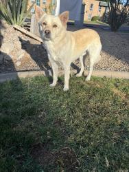 Found/Stray Unknown Dog last seen 16th street and Rose, Phoenix, AZ 85016
