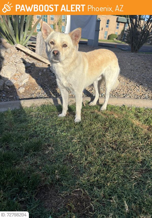 Found/Stray Unknown Dog last seen 16th street and Rose, Phoenix, AZ 85016