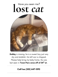 Lost Male Cat last seen By the laundromat on sw 23rd terr, Gainesville, FL 32608