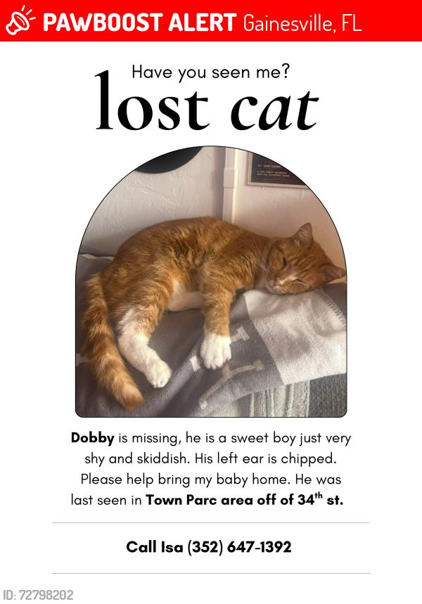 Lost Male Cat last seen By the laundromat on sw 23rd terr, Gainesville, FL 32608