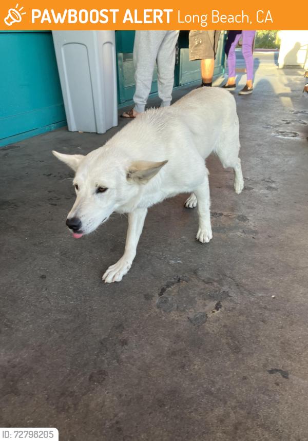 Found/Stray Female Dog last seen Long Beach Ice Co on Cherry , Long Beach, CA 90813