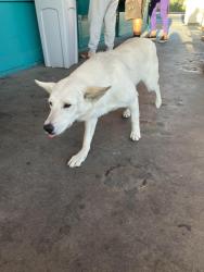 Found/Stray Female Dog last seen Long Beach Ice Co on Cherry , Long Beach, CA 90813
