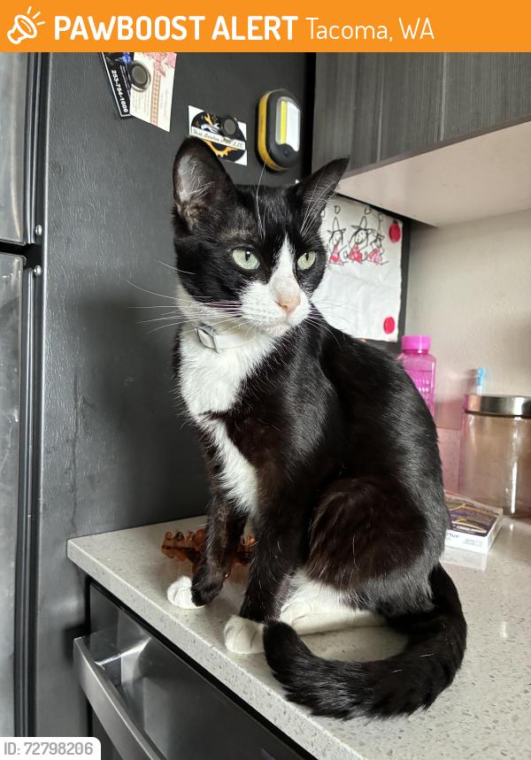 Found/Stray Female Cat last seen Portland Ave, Tacoma, WA 98404