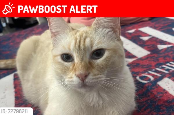 Lost Female Cat last seen Oaxaca de Juárez , Santa Lucía del Camino, Oax. 