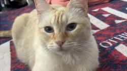 Lost Female Cat last seen Oaxaca de Juárez , Santa Lucía del Camino, Oax. 