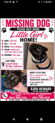 Lost Female Dog last seen Willow dr , Bakersfield, CA 93308