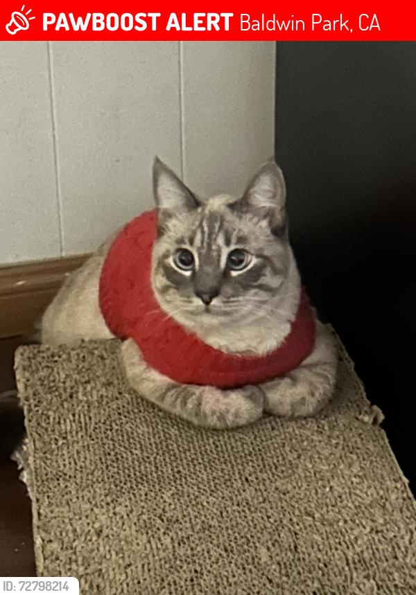 Lost Female Cat last seen Puente avenue, Baldwin Park, CA 91706