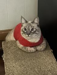Lost Female Cat last seen Puente avenue, Baldwin Park, CA 91706