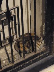 Found/Stray Unknown Cat last seen Greenleaf & Greenview , Chicago, IL 60626