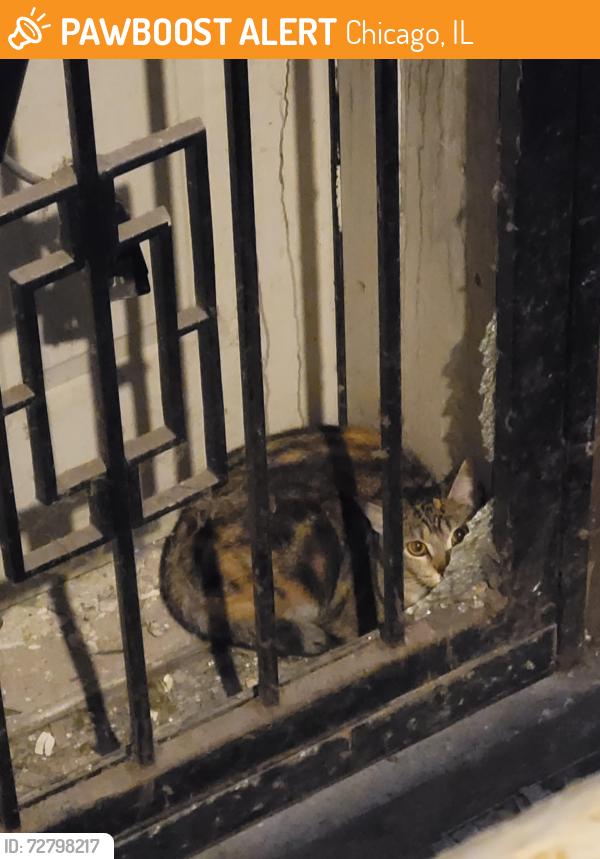 Found/Stray Unknown Cat last seen Greenleaf & Greenview , Chicago, IL 60626