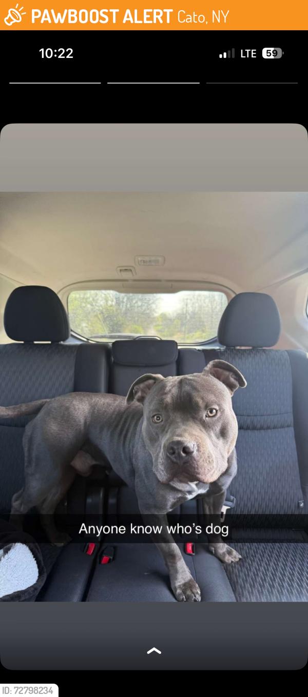 Found/Stray Male Dog last seen Route 34 conquest ny, Cato, NY 13033