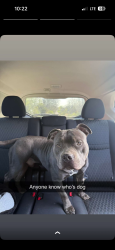 Found/Stray Male Dog last seen Route 34 conquest ny, Cato, NY 13033