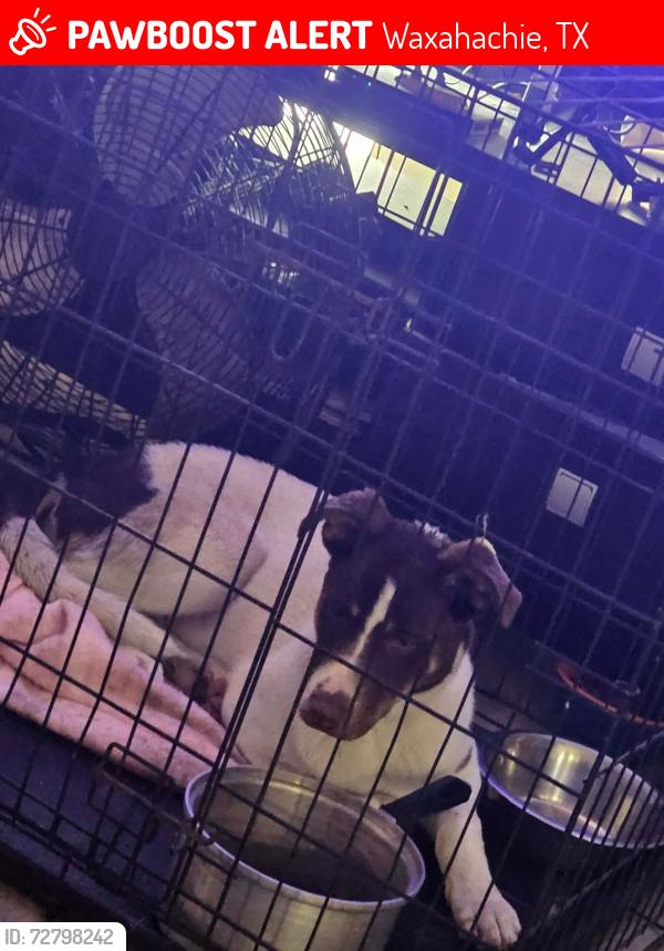 Lost Male Dog last seen Pecan rd, Waxahachie, TX 75165