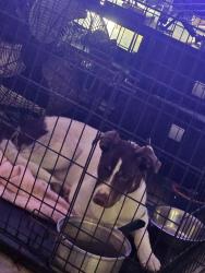 Lost Male Dog last seen Pecan rd, Waxahachie, TX 75165