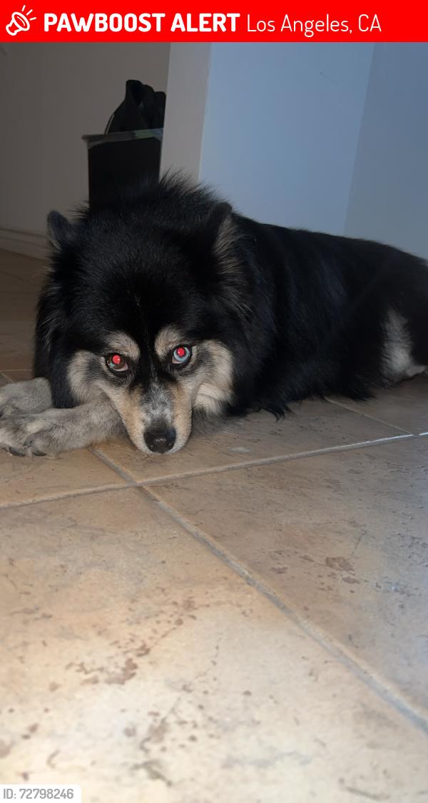 Lost Female Dog last seen Mount Olympus Neighbhorbood, Los Angeles, CA 90046