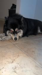 Lost Female Dog last seen Mount Olympus Neighbhorbood, Los Angeles, CA 90046