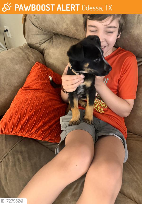 Found/Stray Male Dog last seen 6th, Odessa, TX 79762
