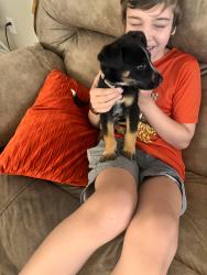 Found/Stray Male Dog last seen 6th, Odessa, TX 79762