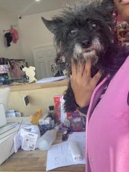 Found/Stray Male Dog last seen Griggs Rd Near Construction, Houston, TX 77021