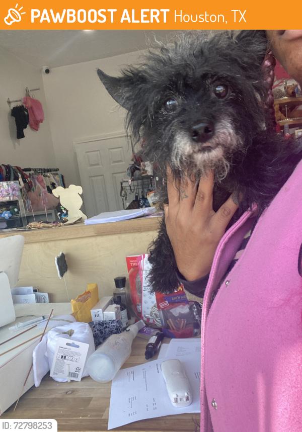 Found/Stray Male Dog last seen Griggs Rd Near Construction, Houston, TX 77021
