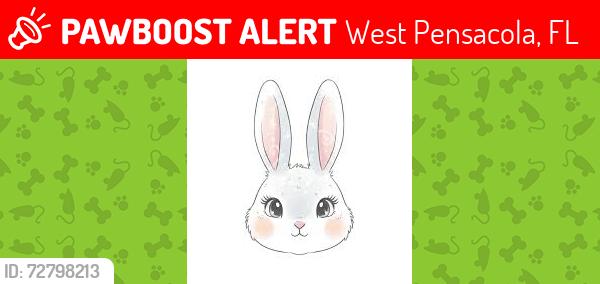 Lost Male Rabbit last seen 49th avenue, West Pensacola, FL 32506