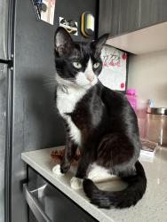 Found/Stray Unknown Cat last seen Portland Ave 32nd St. , Tacoma, WA 98404