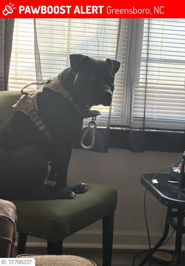 Lost Male Dog last seen Randleman Rd, Greensboro, NC 27406