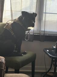 Lost Male Dog last seen Randleman Rd, Greensboro, NC 27406