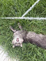 Lost Female Cat last seen 169th and Denker, Gardena, CA 90247