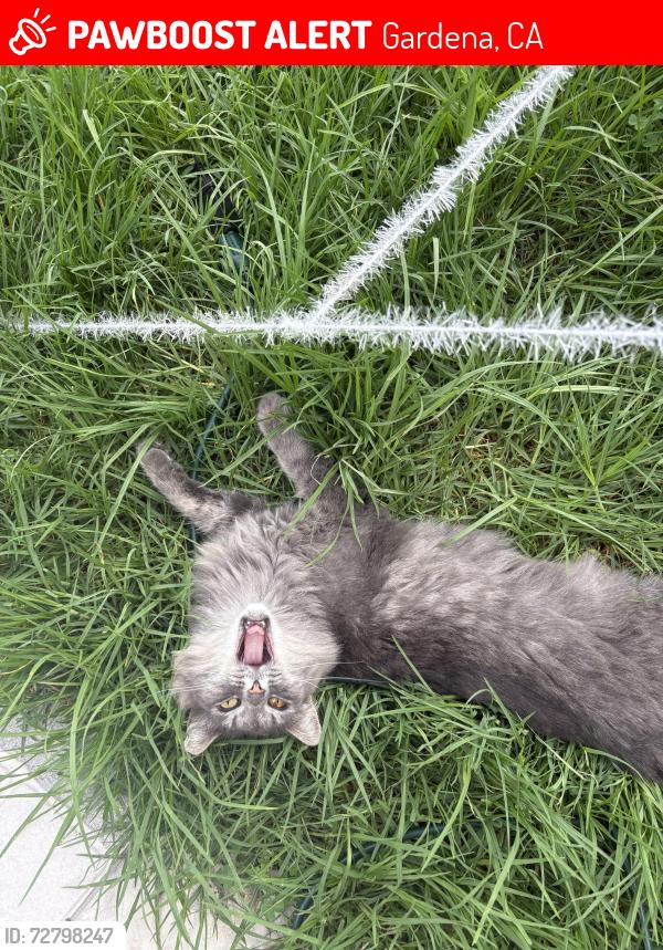 Lost Female Cat last seen 169th and Denker, Gardena, CA 90247