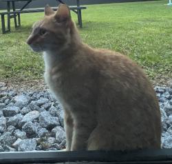 Found/Stray Unknown Cat last seen Near Veterans Park (57th Ave and 80th st), Miami-Dade County, FL 33143