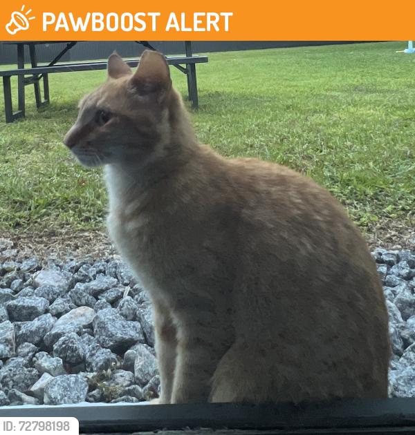 Found/Stray Unknown Cat last seen Near Veterans Park (57th Ave and 80th st), Miami-Dade County, FL 33143