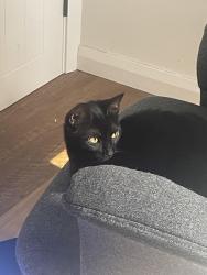 Lost Female Cat last seen In our hse, Prospect, SA 5082