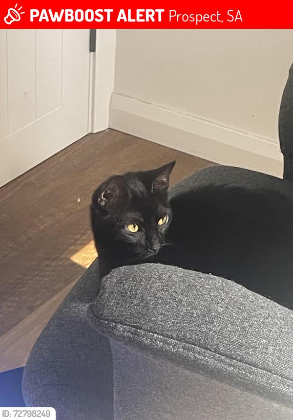Lost Female Cat last seen In our hse, Prospect, SA 5082