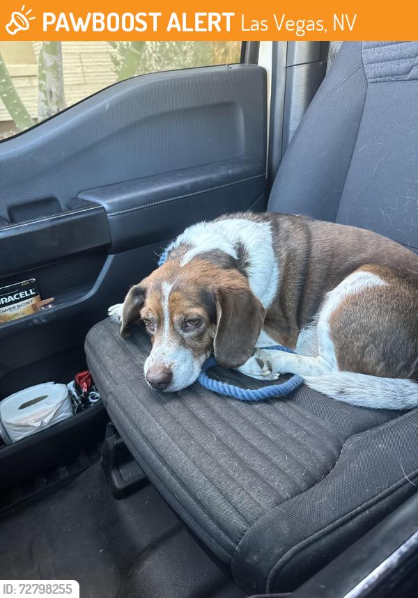 Found/Stray Male Dog last seen Ann Durango , Las Vegas, NV 89149