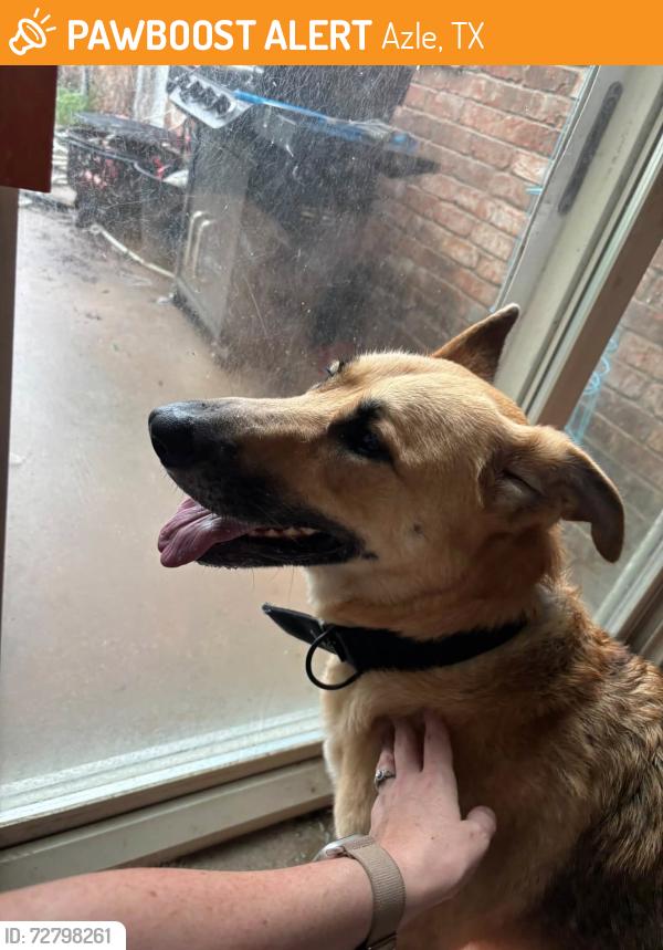Found/Stray Female Dog last seen Corner of English Creek Dr and Liberty School Rd, Azle, TX 76020