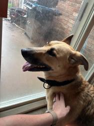 Found/Stray Female Dog last seen Corner of English Creek Dr and Liberty School Rd, Azle, TX 76020