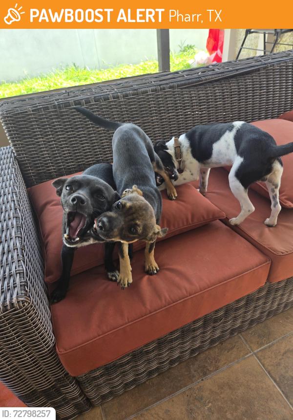 Found/Stray Male Dog last seen Hall Acres and Calle Madrid, Pharr, TX 78577
