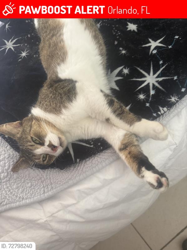 Lost Male Cat last seen Cornelia and Kingston in 32807, Orlando, FL 32807