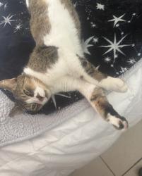 Lost Male Cat last seen Cornelia and Kingston in 32807, Orlando, FL 32807