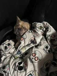 Lost Male Dog last seen Blueridge , San Antonio, TX 78228