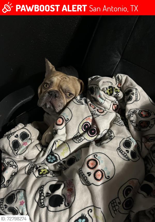 Lost Male Dog last seen Blueridge , San Antonio, TX 78228