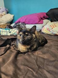 Lost Female Cat last seen South 23rd Street, Rogers, AR 72758