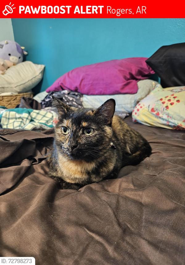 Lost Female Cat last seen South 23rd Street, Rogers, AR 72758