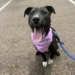 Shelter Stray Female Dog last seen , Memphis, TN 38133